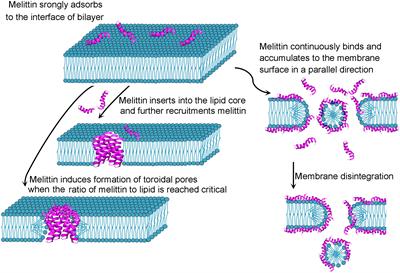 The current landscape of the antimicrobial peptide melittin and its therapeutic potential